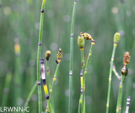 Horsetail (Equisetum hyemale) - 1 Gallon