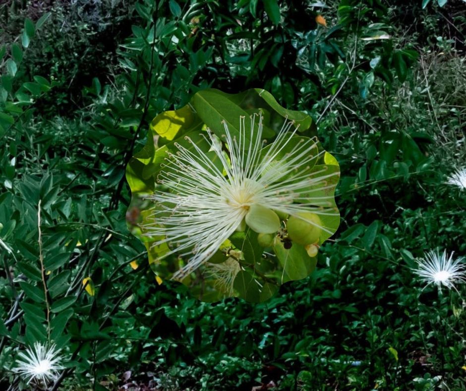 Limber Caper - cynophalla flexuosa (1 gal.) – Little Red Wagon Native ...