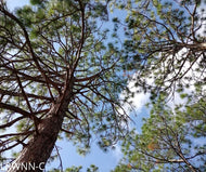 Longleaf Pine (Pinus palustris)