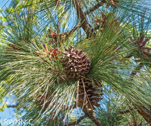 Load image into Gallery viewer, Longleaf Pine - Pinus palustris (3 gal.)
