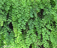 Maidenhair Fern (Adiantum capillus-veneris)