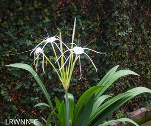 barefoot spider lily Mangrove Spider Lily