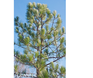 Longleaf Pine - Pinus palustris (3 gal.)