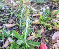 Cudweed (Gamochaeta purpurea) - 1 Gallon