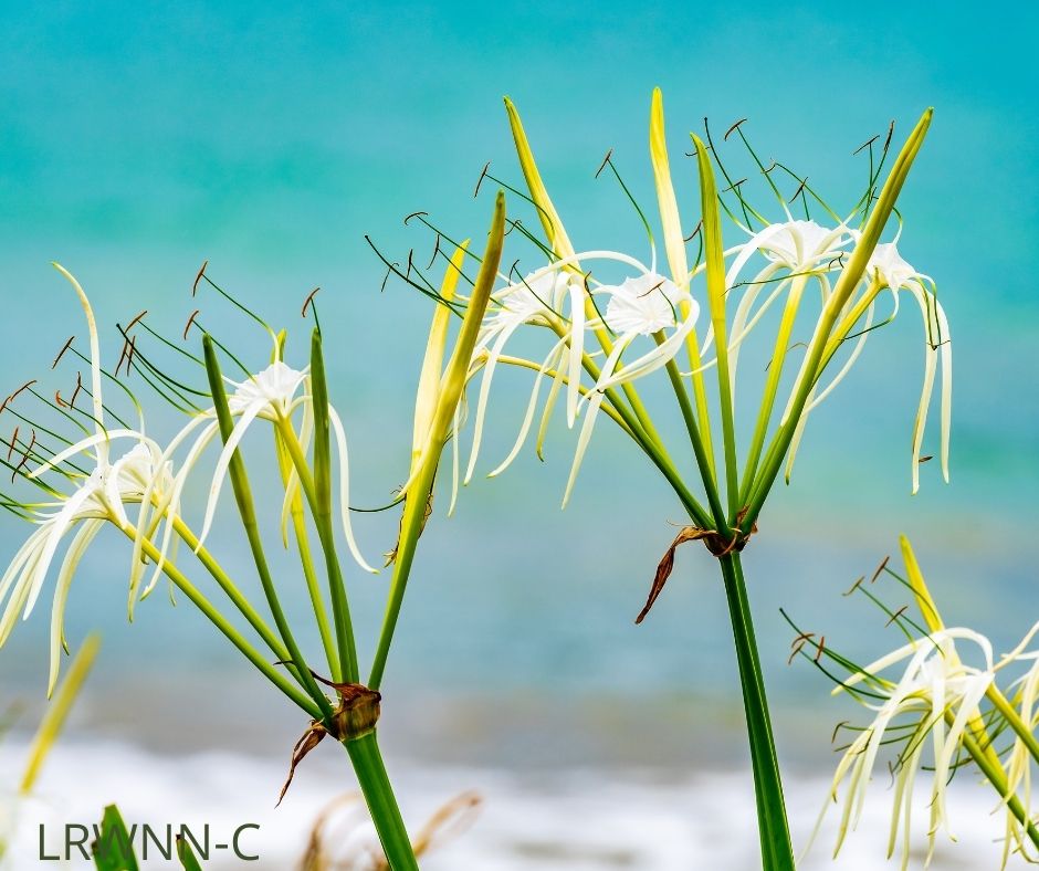 native spider lily Mangrove Spider Lily