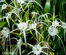 Load image into Gallery viewer, Mangrove Spider Lily - Hymenocallis latifolia (1 Gal.)
