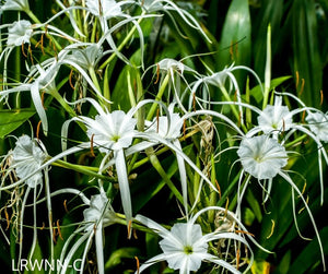 florida spider lily Mangrove Spider Lily