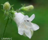 Manyflower Beardtongue (Penstemon multiflorus) - 1 Gallon