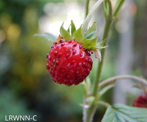 Native Strawberry - Fragaria virginiana  (1 gal.)