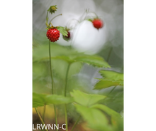 Load image into Gallery viewer, Native Strawberry - Fragaria virginiana  (1 gal.)
