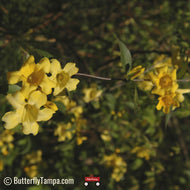 Carolina Jessamine (Gelsemium sempervirens)