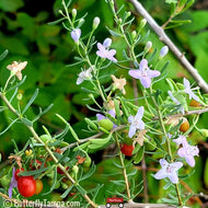 Christmasberry (Lycium carolinianum)