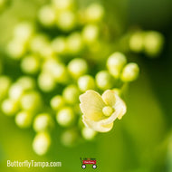 Climbing Hydrangea (Decumaria barbara)