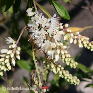 Coastal Sweet Pepperbush (Clethra alnifolia) - 3 Gallon