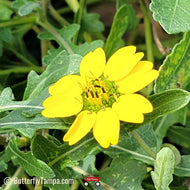 Common Greeneyes (Berlandiera subacaulis) - 1 Gallon