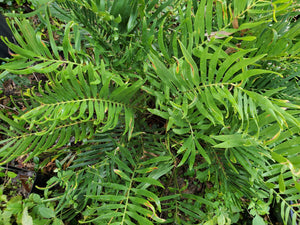 Coontie - Zamia integrifolia
