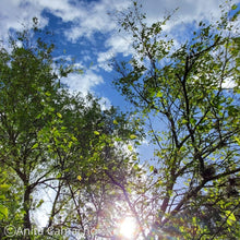 Load image into Gallery viewer, Hackberry - Celtis laevigata (3 gal.)
