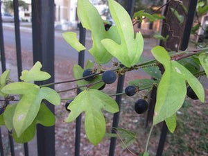 Corkystem Passionvine - Passiflora suberosa