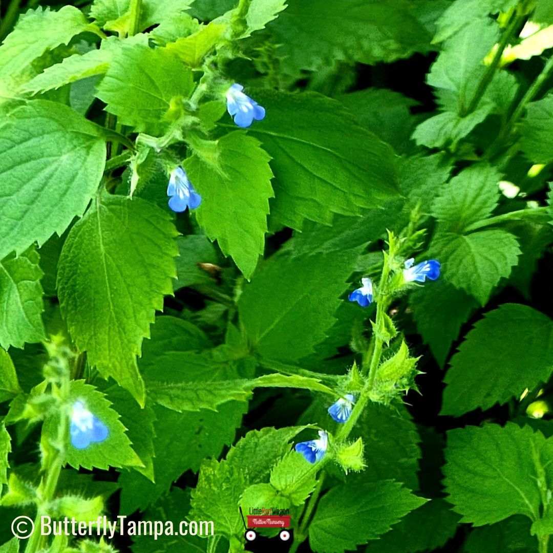 Creeping Sage - Salvia misella (1 & 3 Gal.) – Little Red Wagon Native ...