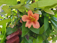Cross Vine (Bignonia capreolata)