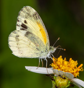 Butterfly Needles - Bidens alba (1 Gal.)
