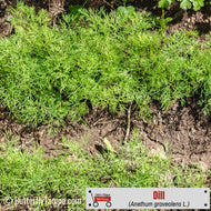 Dill (Anethum graveolens L.)