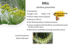 Dill - Anethum graveolens L.