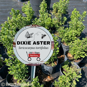 Dixie Aster - Sericocarpus tortifolius (1 Gal.)
