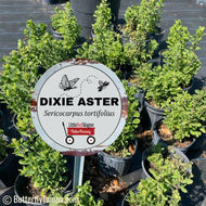 Dixie Aster (Sericocarpus tortifolius) - 1 Gallon