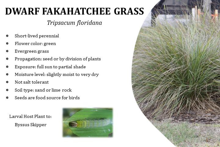 Dwarf Fakahatchee Grass - Tripsacum floridana  (1 gal.)
