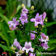 Eastern Smooth Beardtongue (Penstemon laevigatus) - 1 Gallon
