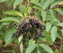 Load image into Gallery viewer, Elderberry - Sambucus nigra (1 &amp; 3 gal.)

