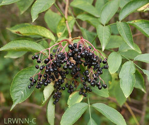 Elderberry - Sambucus nigra (1 & 3 gal.)
