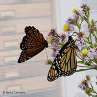 Elliott's Aster (Symphyotrichum elliottii)