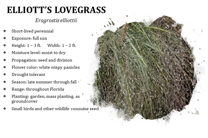 Elliott's Lovegrass - Eragrostis elliottii (1 gal.)
