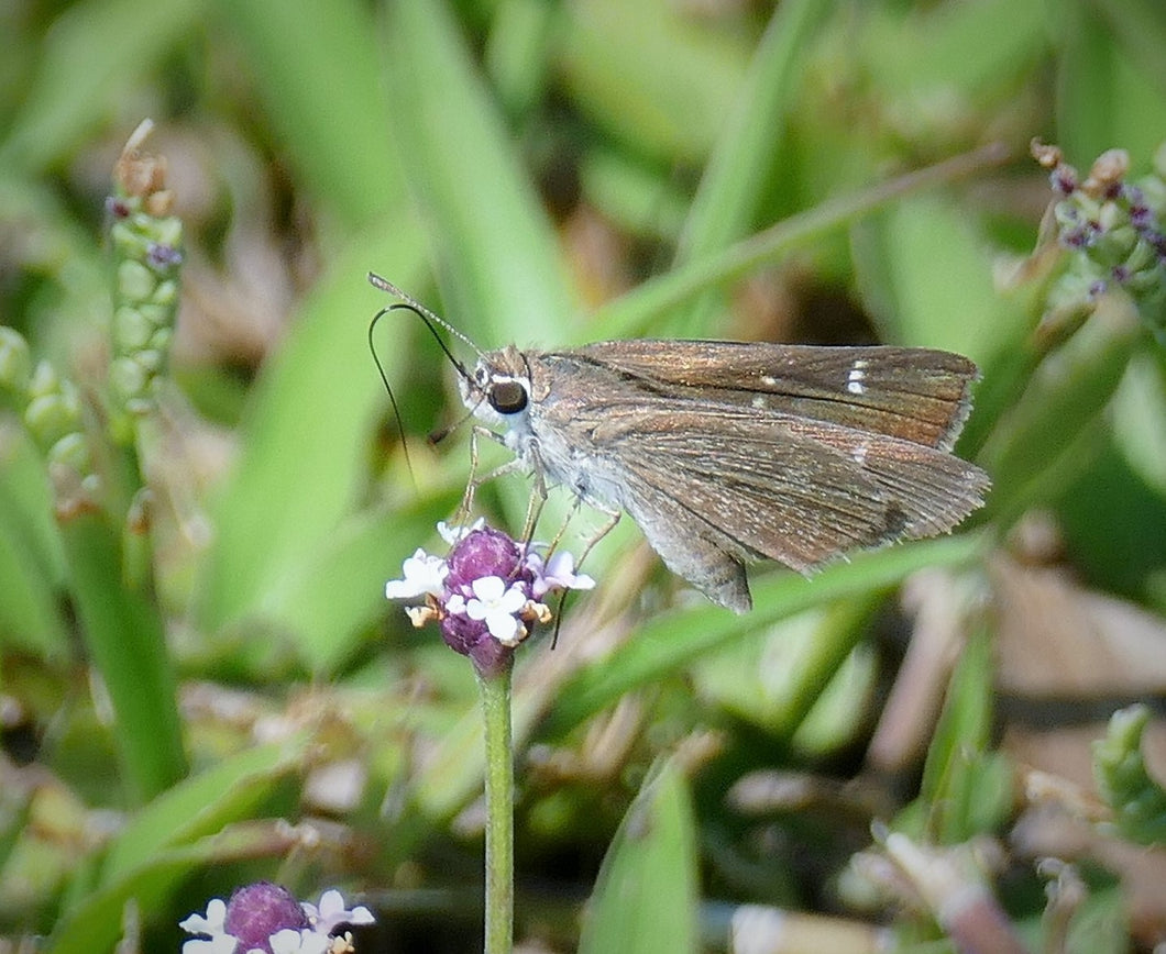 Frogfruit - Phyla nodiflora