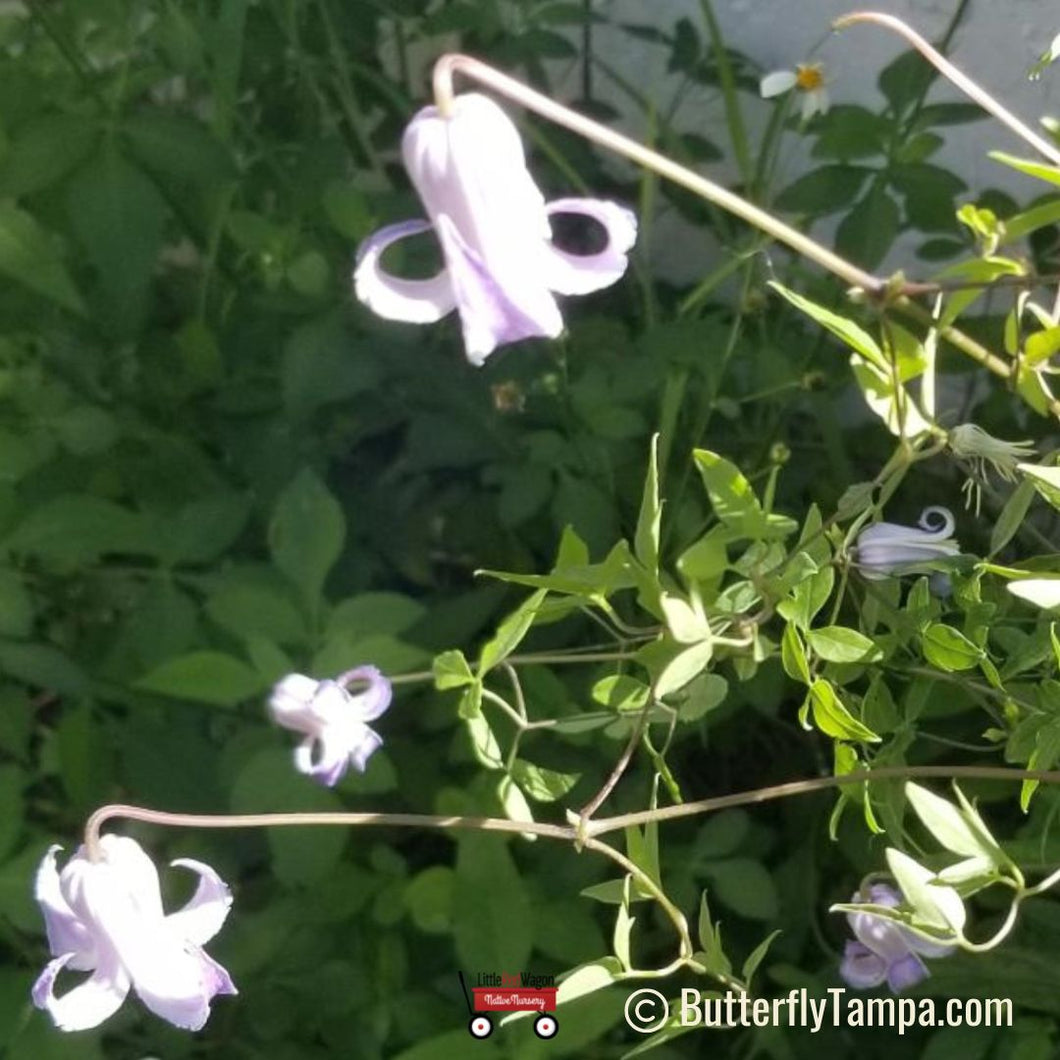 Fairy Hats - Clematis crispa