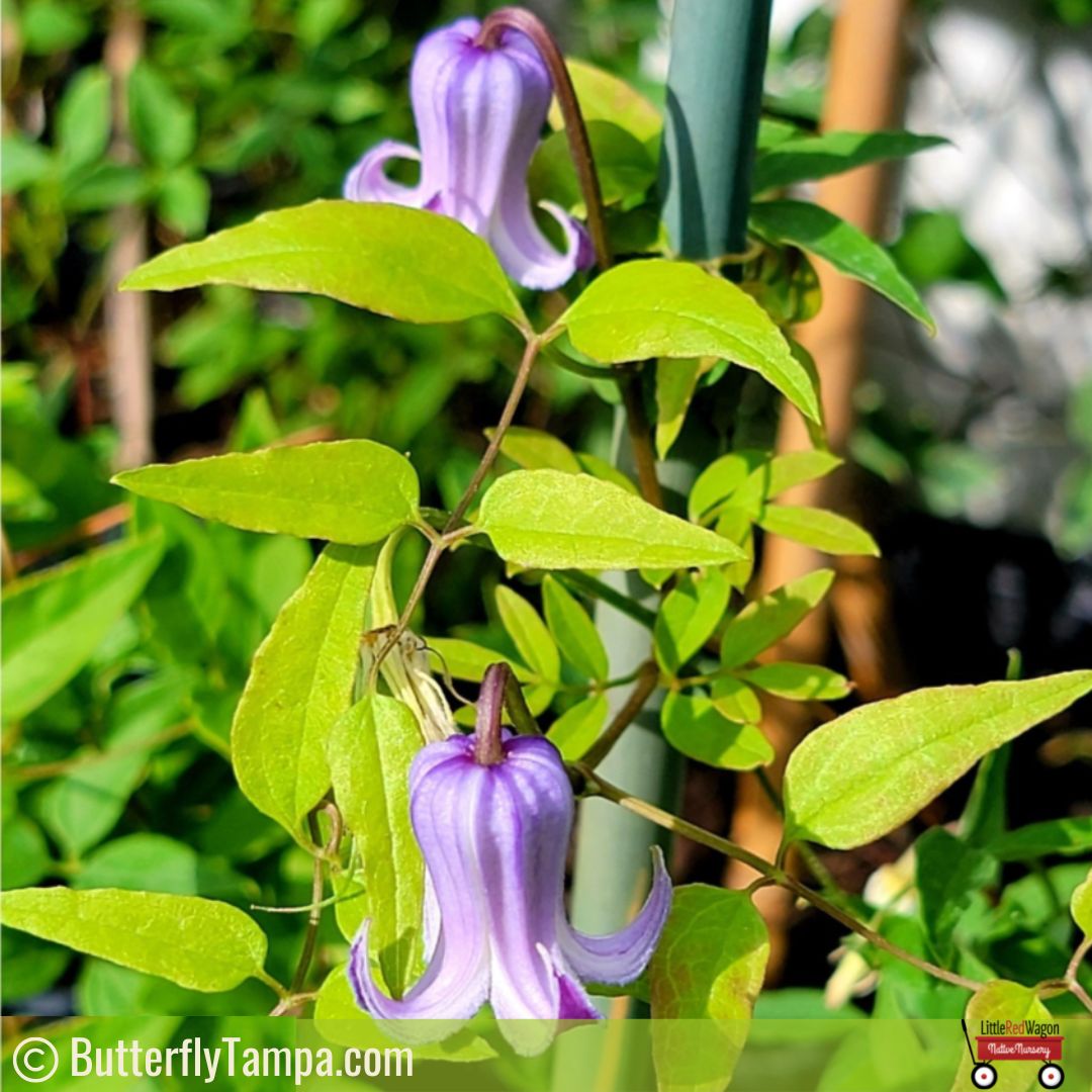 Swamp Leather Flower (Clematis crispa) 7 Fairy Hats - Clematis crispa