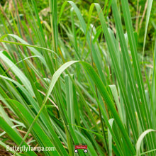 Load image into Gallery viewer, Fakahatchee Grass - Tripsacum dactyloides (1 &amp; 3 Gal.)
