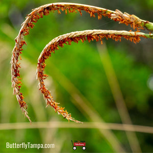 Fakahatchee Grass - Tripsacum dactyloides (1 & 3 Gal.)