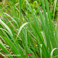 Fakahatchee Grass (Tripsacum dactyloides)