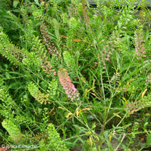 Load image into Gallery viewer, Pepperweed - Lepidium virginicum - (1 gal.)
