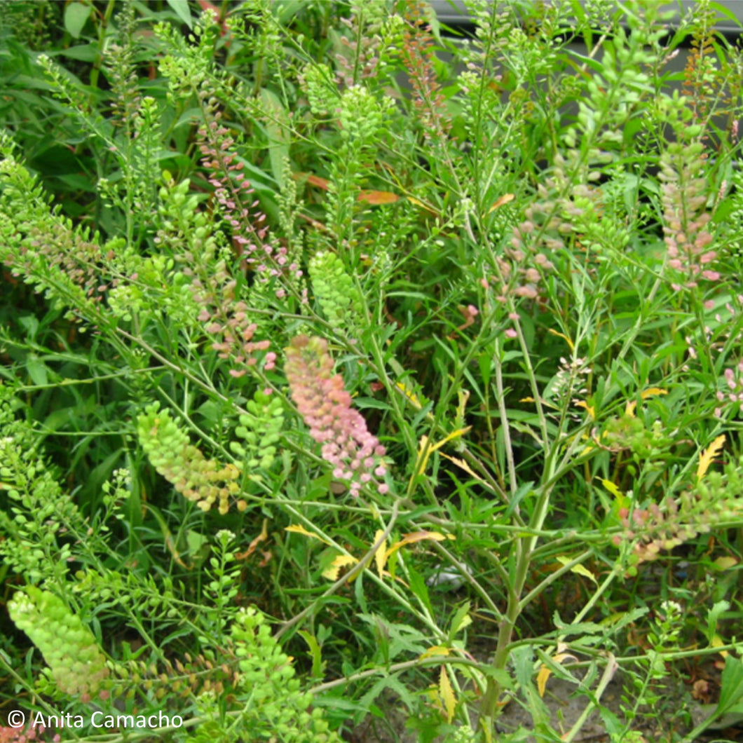 Pepperweed - Lepidium virginicum - (1 gal.)
