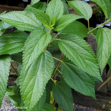 Load image into Gallery viewer, False-nettle - Boehmeria cylindrica (1 gal.)
