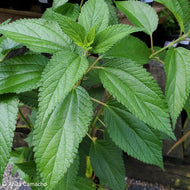 False nettle (Boehmeria cylindrica)