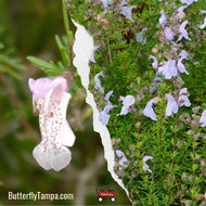 Large Flower False Rosemary (Conradina grandiflora)