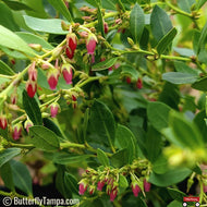 Fetterbush (Lyonia lucida) - 3 Gallon