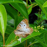 Fiddlewood (Citharexylum spinosum)