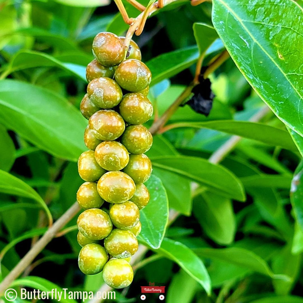 Fiddlewood - Citharexylum spinosum (3, 7, & 15 Gal.)