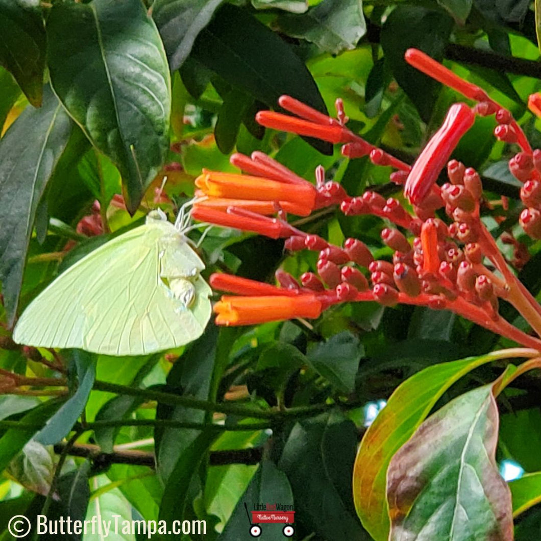 Firebush - Hamelia patens